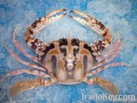 Three Spot Crab (W/R)