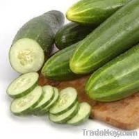 cucumber for sale