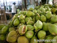 Fresh Young Coconut For Sale