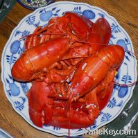 Frozen Shrimp & Lobster For Sale