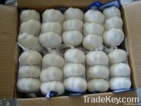 Fresh Pure White Garlic For Sale