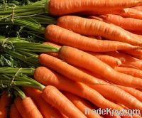 Fresh Carrot For Sale