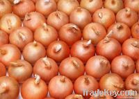 Fresh Red Onion For Sale