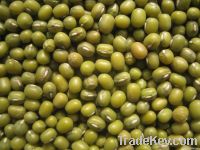 Green Mung Beans