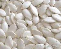 Snow white Pumpkin Seeds