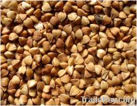 Roasted Buckwheat For Sale