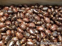 Castor Seeds For Sale