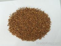 Coriander Seeds For Sale