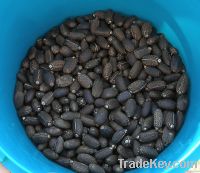 Jatropha Seeds For Sale