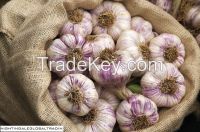 cloves of garlic for shipping straight from farm 