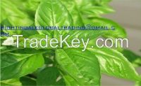 Sweet basil (Ocimum basilicum), Sweet basil Extract, Ocimum basilicum Extract