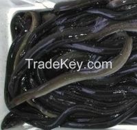 Frozen eel anguilla fish for sale