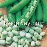  Broad Beans whole sales 