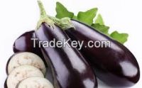 Fresh Eggplant 