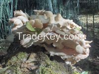 Oyster Mushrooms