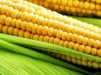  YELLOW OR WHITE MAIZE 