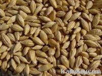barley feed