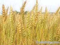 Organic Wheat Seeds