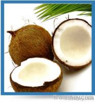 Coconut