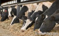 Dairy cattle feed