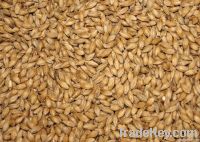 Barley For Cattle Feed
