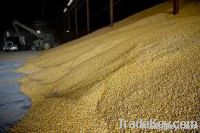 Maize | Maize Exporter | Corn Grain Seller | Maize Buyer | Bulk Maize Grain Importer | Corn bean Buyer | Corn bean Wholesaler | Corn Grain Manufacturer | Best Quality Corn Grain | Cheap Maize Supplier | Low Price Corn | Yellow Corn | White Cron | Baby Mai