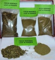 Fresh Moringa leaf & powder