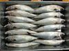 200-300g New Frozen mackerel fish
