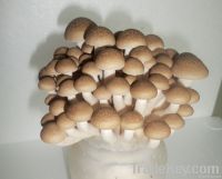 https://www.tradekey.com/product_view/Brown-shimeji-Mushroom-5160978.html