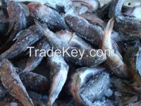 Azov bullhead frozen