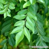 Curry Leaves from Sri Lanka