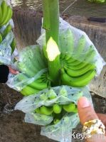 Fresh Cavendish Banana Best Quality Dole