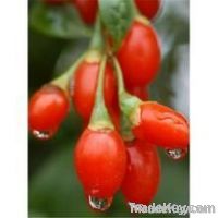 Goji wolfberry Goji extract