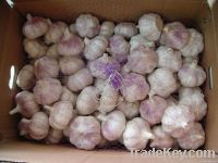 china fresh garlic from garlic exporter