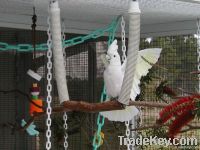 Parrots, Love birds, Cockatoos, Canaries, Fiches, Doves, and many others