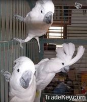 Parrots, Love birds, Cockatoos, Canaries, Fiches, Doves, and many others