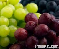 Fresh Farm Globe Grapes