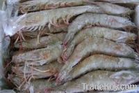 Frozen Shrimps or Prawns