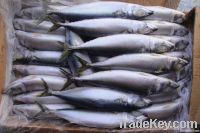 Frozen Mackerel Fish