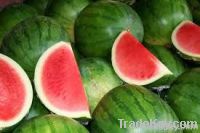 Fresh Watermelon