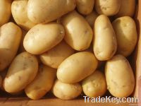 Fresh farm Potatoes