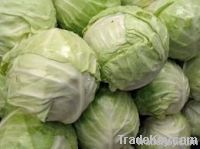 Fresh Cabbage