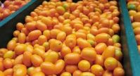 FRESH KUMQUATS