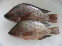 Frozen Tilapia fish