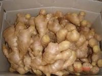 Fresh Farm Ginger