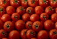 Fresh Farm Tomatoes