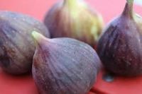 Fresh Fig Fruits