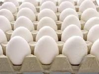 Poultry White Eggs from South Africa