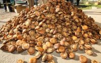 Abalone for sell