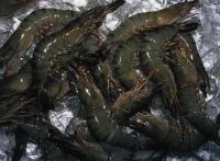 Black Tiger Shrimps